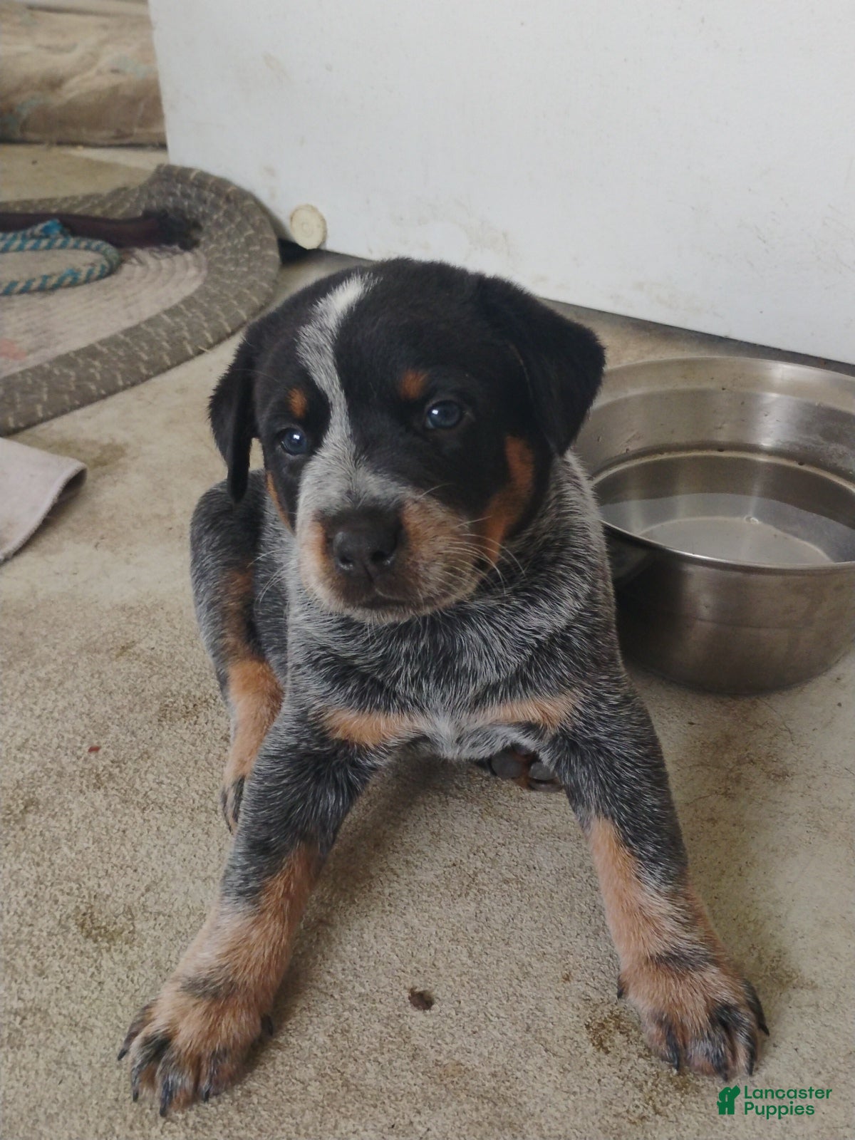 Australian Cattle Dog dogs Australian Cattle Dog Puppy 1 - Ad 2
