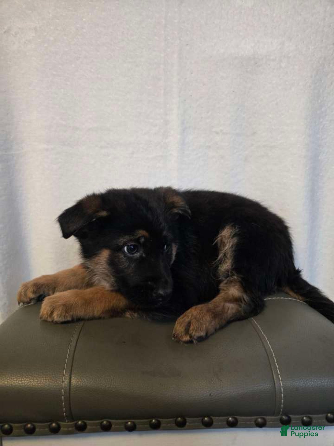 German Shepherd dogs for sale: Hunter  - Ad 4