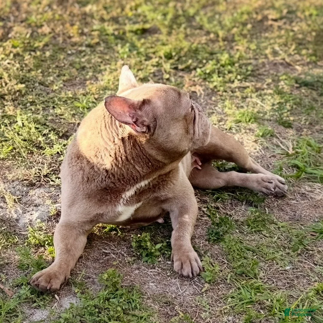 French Bulldog dogs for sale: Honey - Ad 3