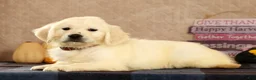 Golden Retriever dogs for sale: Gavin - Ad 5