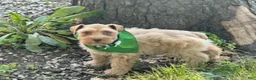 Schnauzer dogs for sale: Summer - Ad 7