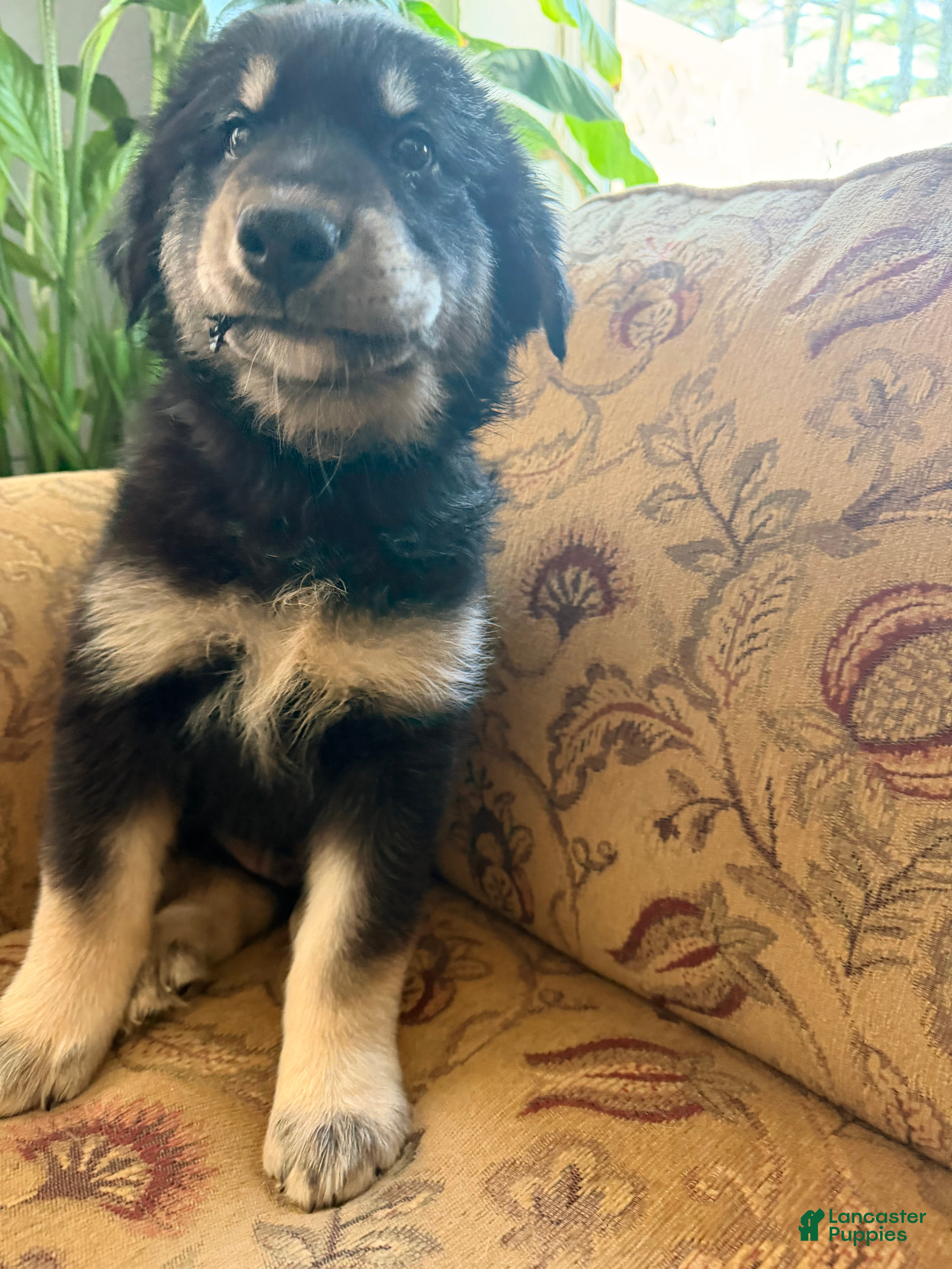 Mixed Breed dogs Mixed Breed 1 - Ad 1