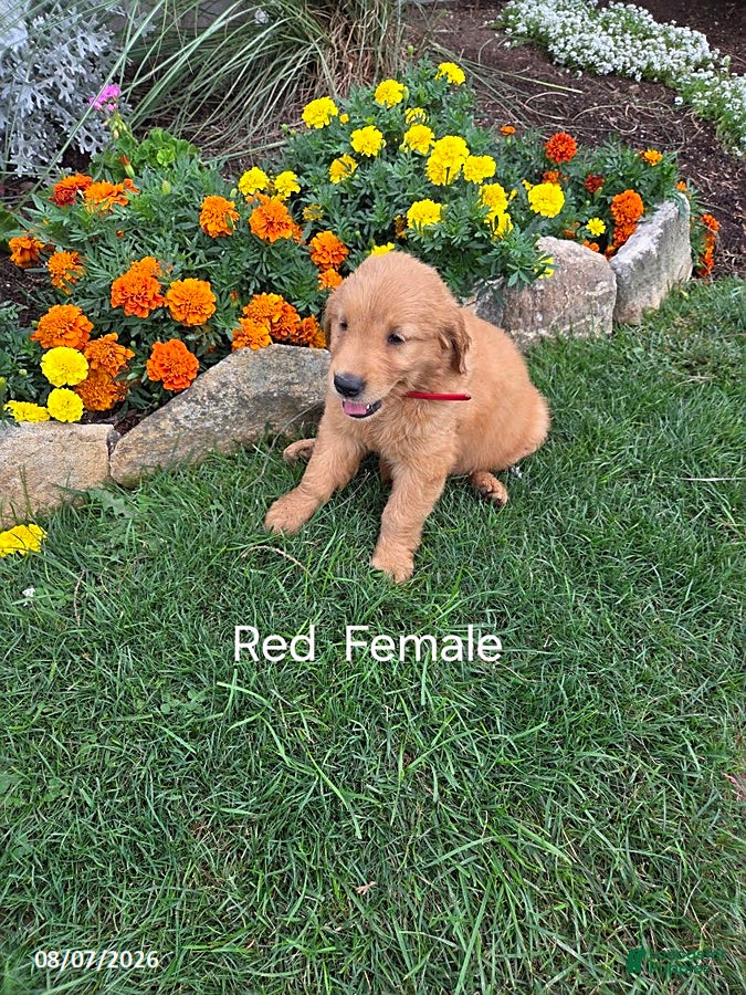Golden Retriever dogs Olivia - Ad 36