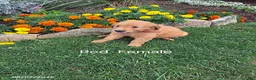 Golden Retriever dogs for sale: Olivia - Ad 1