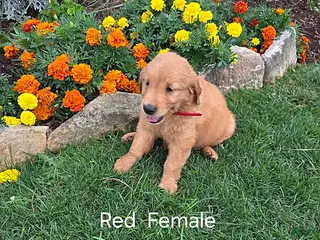 Golden Retriever dogs Olivia - Ad 36
