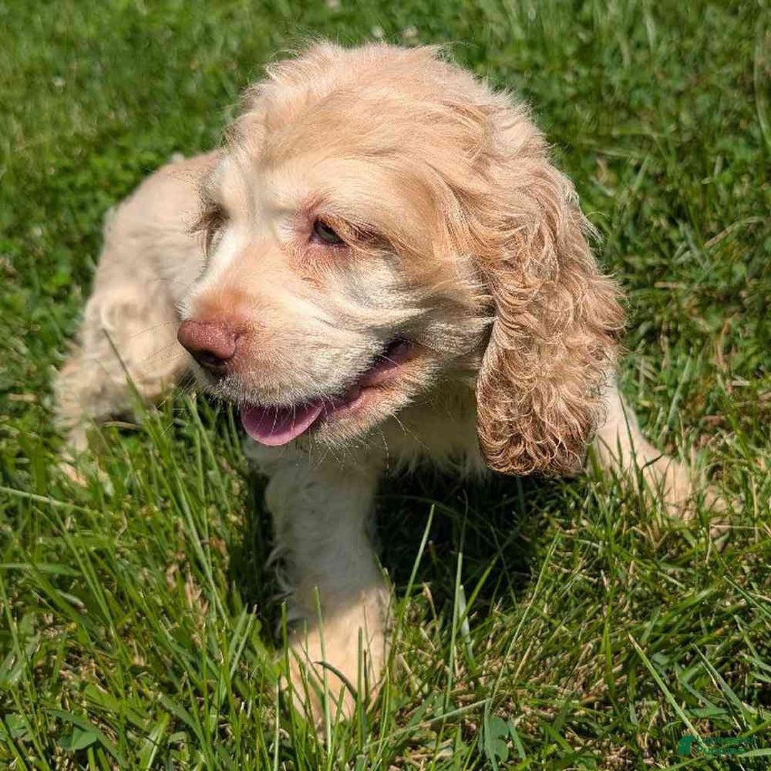 Cocker Spaniel dogs for sale: Gingham - Ad 5
