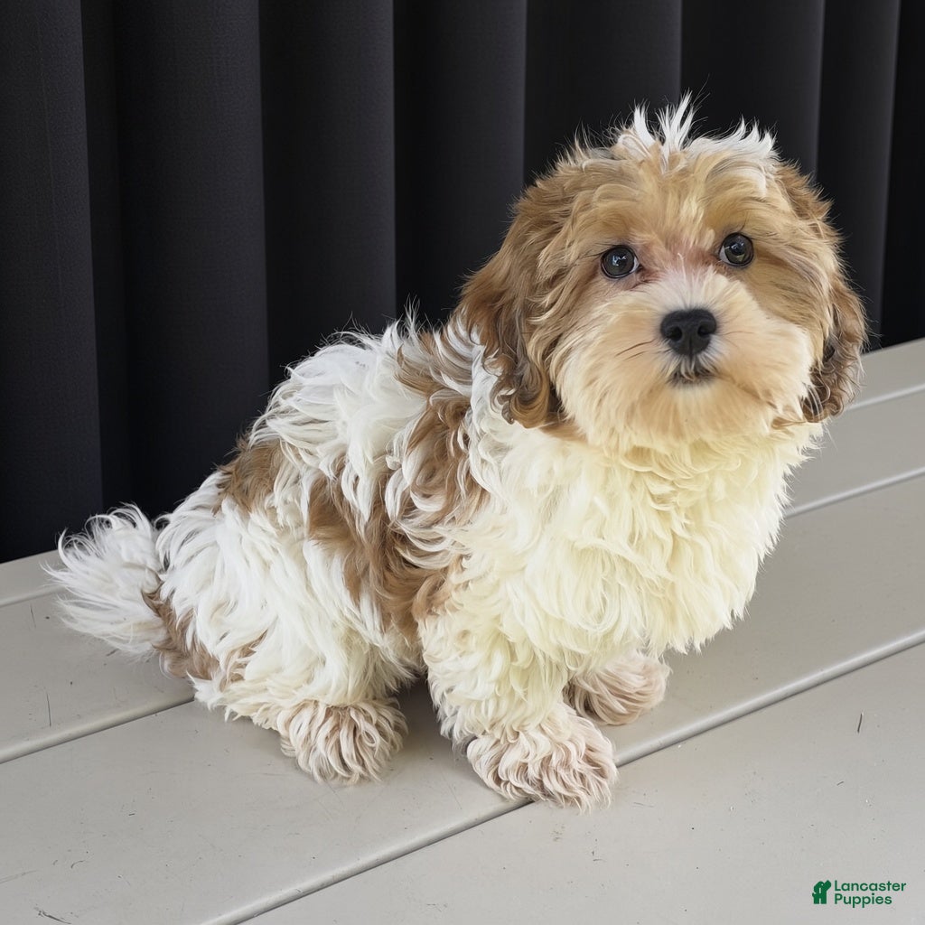 Havanese dogs Asher - Ad 1