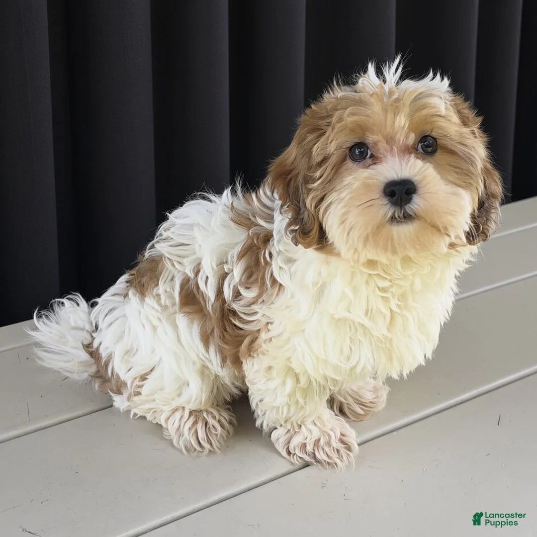 Havanese dogs for sale: Asher - Ad 1