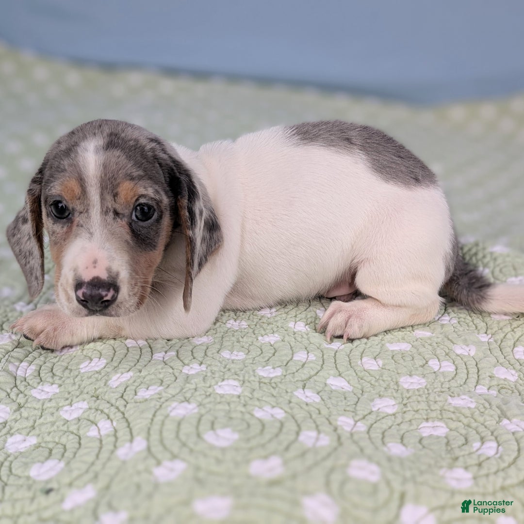 Miniature Dachshund dogs for sale: Sweet Potato - Ad 6