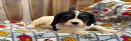 Cavalier King Charles Spaniel dogs for sale: Trixie - Ad 4