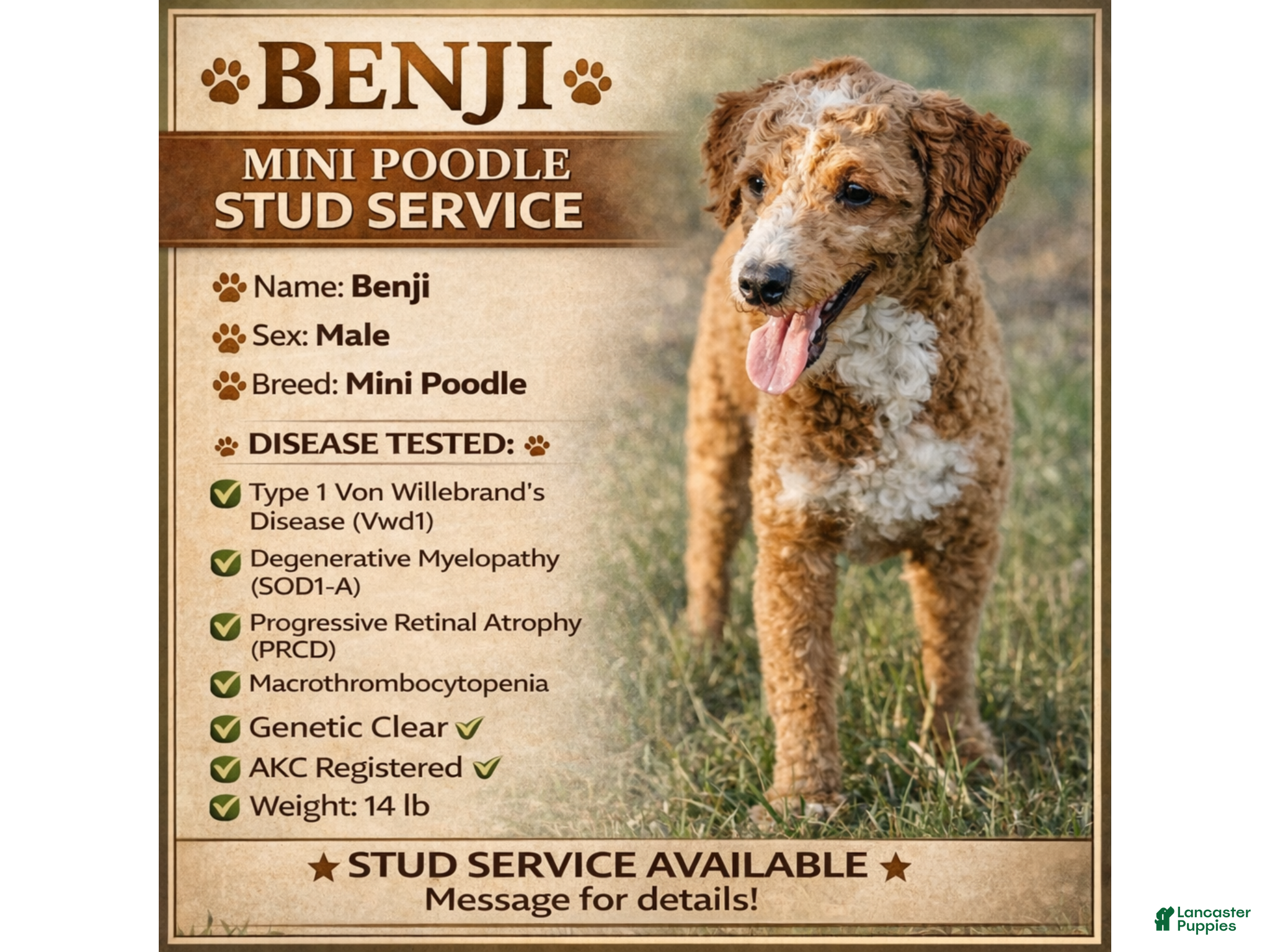 Miniature Poodle dogs Benji - Ad 2