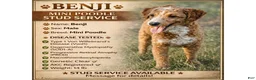 Miniature Poodle dogs for stud: Benji - Ad 1
