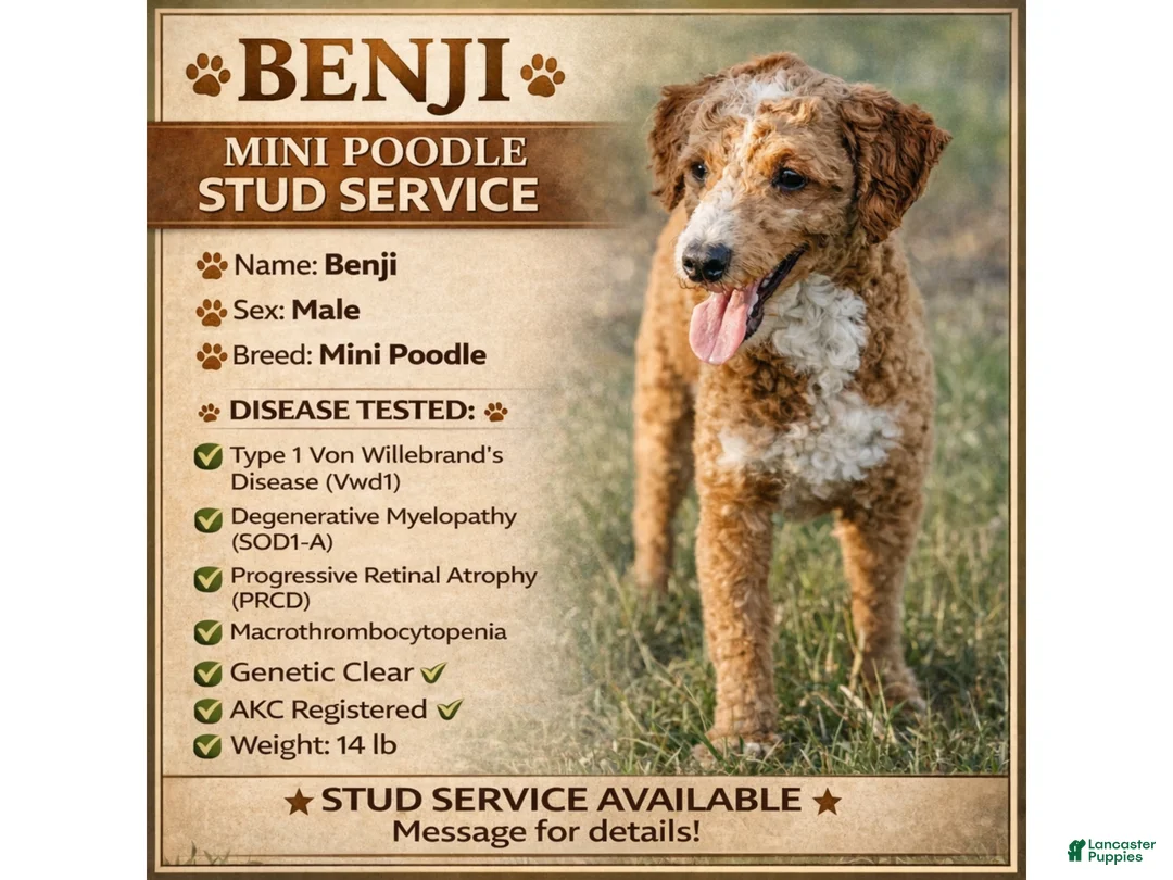 Miniature Poodle dogs for stud: Benji - Ad 1