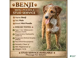 Miniature Poodle dogs Benji - Ad 2