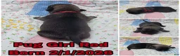 Pug dogs for sale: Pug Puppy Girl Red - Ad 1
