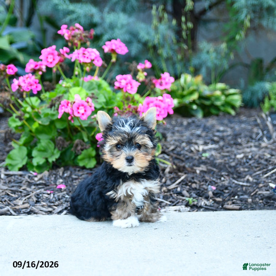 Yorkshire Terrier dogs Baxter - Ad 1