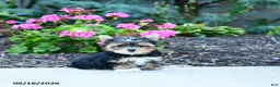 Yorkshire Terrier dogs for sale: Baxter - Ad 1
