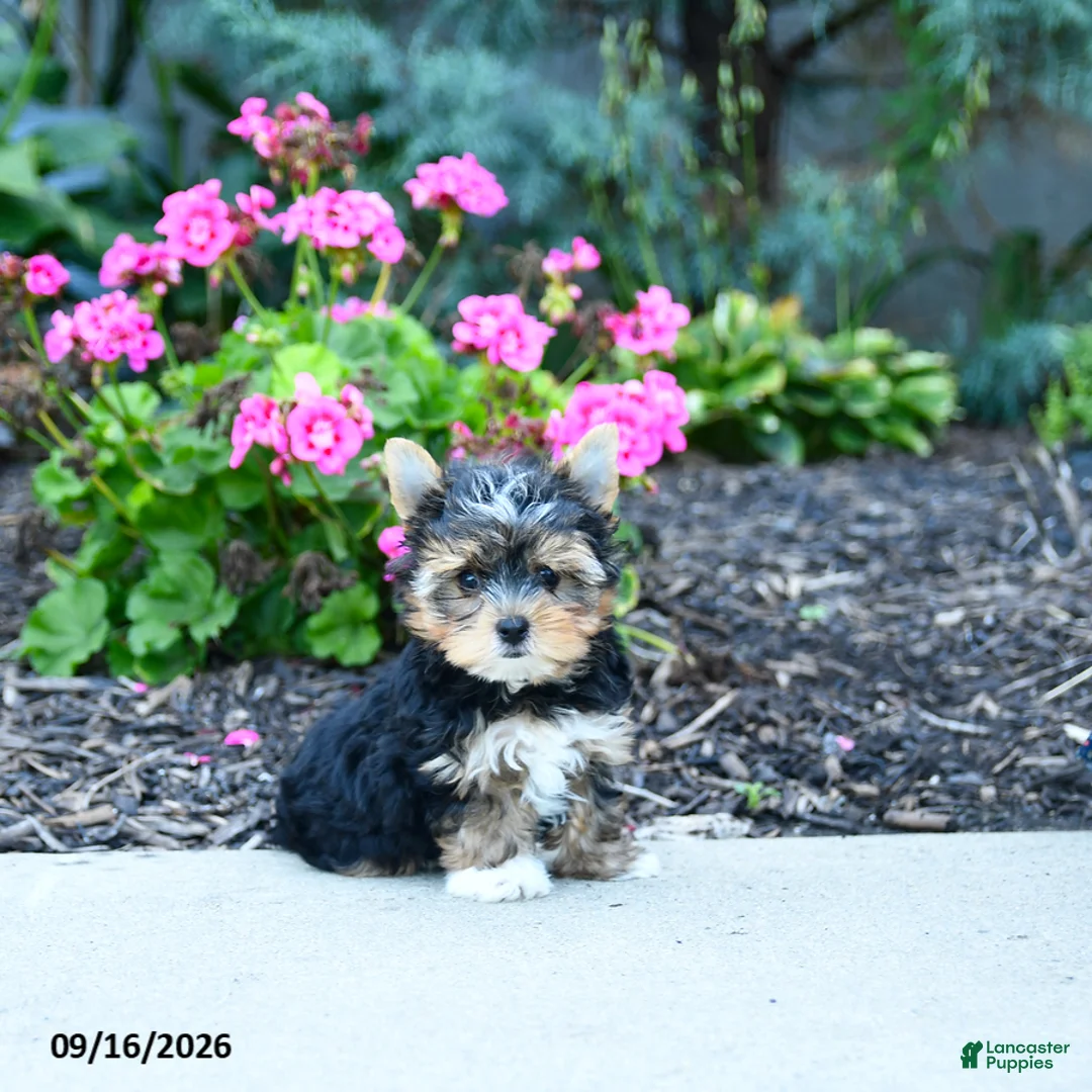 Yorkshire Terrier dogs for sale: Baxter - Ad 1