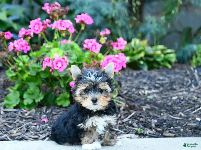 Yorkshire Terrier dogs for sale: Baxter - Ad 2