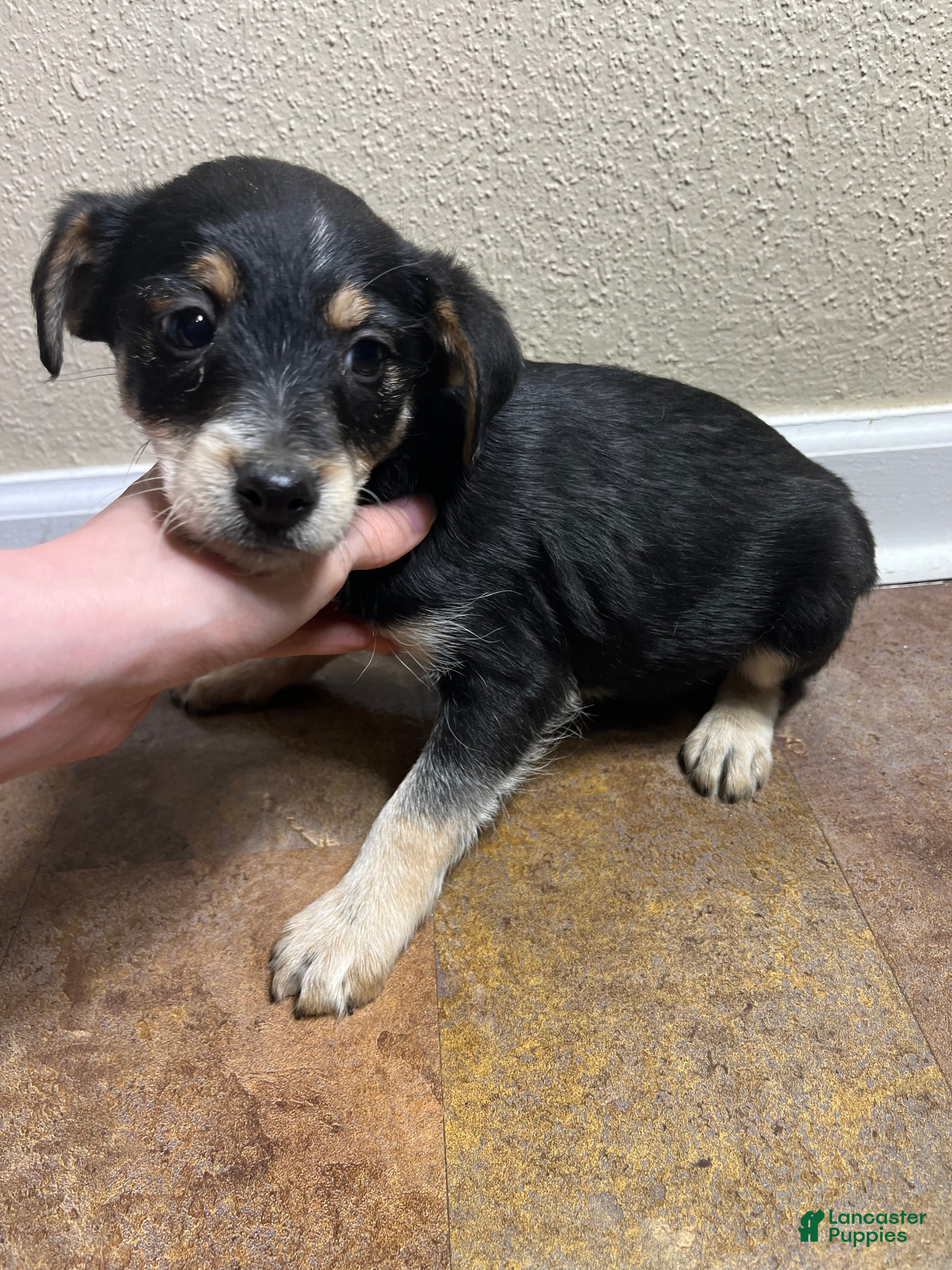 Mixed Breed dogs Jason - Ad 10