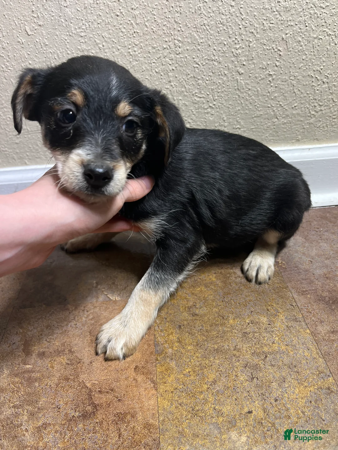 Mixed Breed dogs for sale: Jason - Ad 1