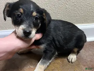 Mixed Breed dogs Jason - Ad 10