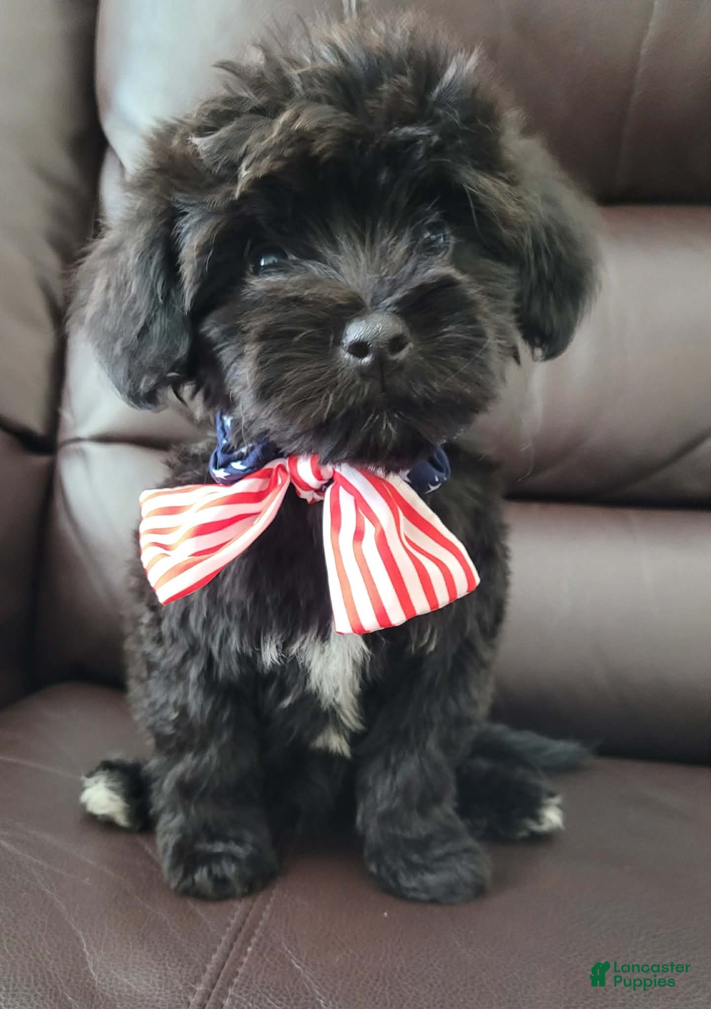 Maltipoo dogs Maltipoo 1 - Ad 2
