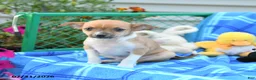 Mixed Breed dogs for sale: Tootsie - Ad 2