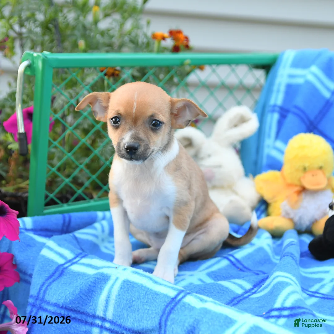 Mixed Breed dogs for sale: Tootsie - Ad 2