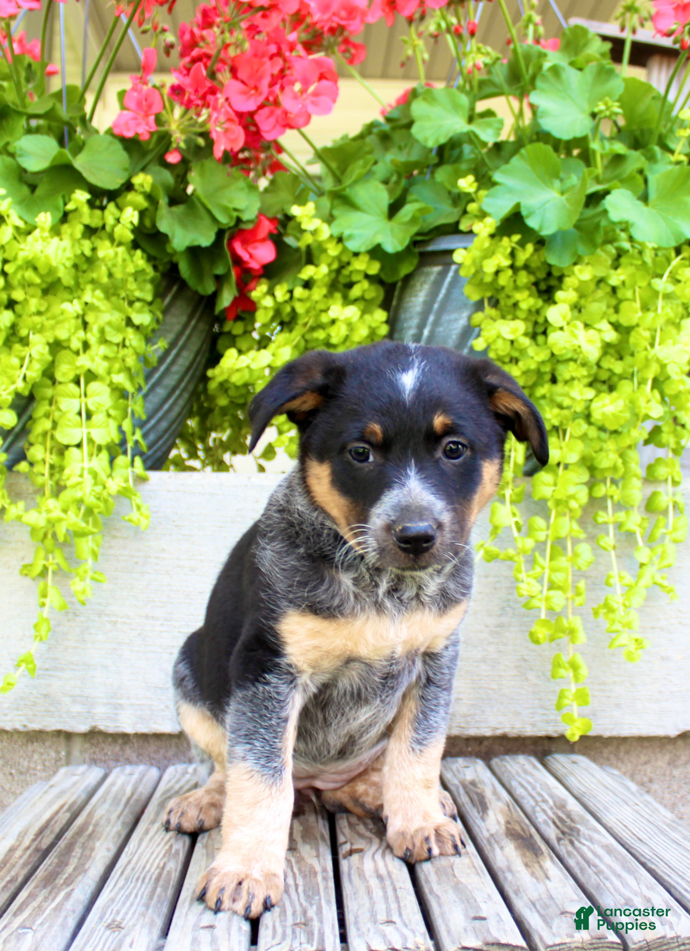 Australian Cattle Dog dogs Sandra - Ad 1