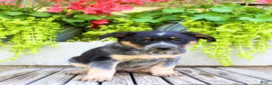 Sandra