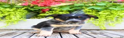 Australian Cattle Dog dogs for sale: Sandra - Ad 1