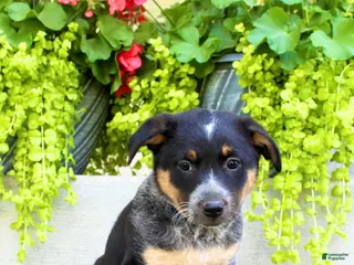Australian Cattle Dog dogs for sale: Sandra - Ad 1