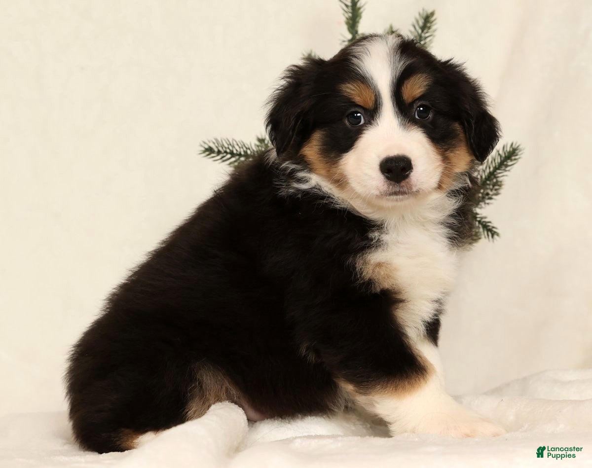 Miniature Australian Shepherd dogs Turbo - Ad 12