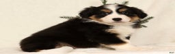 Miniature Australian Shepherd dogs for sale: Turbo - Ad 1