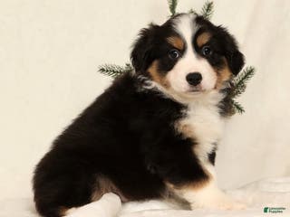 Miniature Australian Shepherd dogs Turbo - Ad 41
