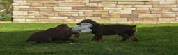 Doberman Pinscher dogs for sale: PENNY - Ad 18