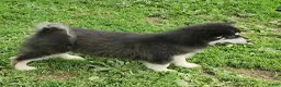 Alaskan Malamute dogs for sale: Alaskan Malamute Puppy 3 - Ad 3