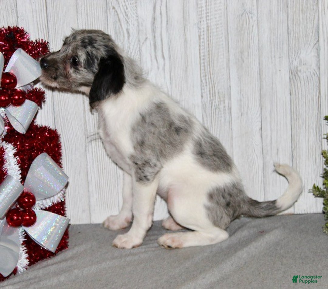 Mixed Breed dogs for sale: Bella - Ad 6