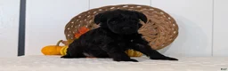 Schnoodle dogs for sale: Raven - Ad 6