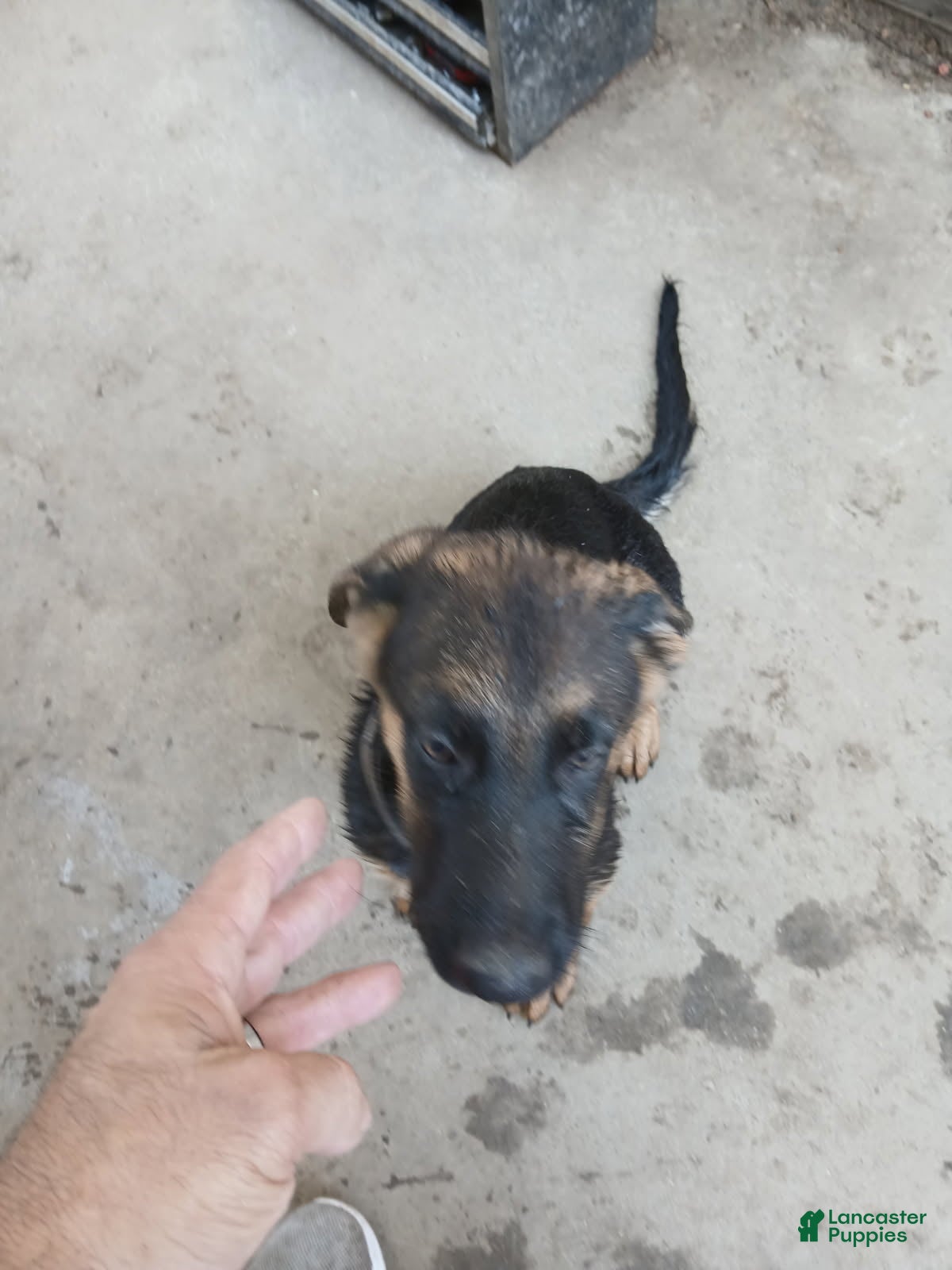German Shepherd dogs for sale: Boy - Ad 2