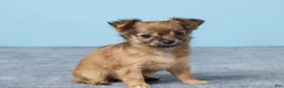 Chihuahua dogs for sale: Shelly - Ad 3