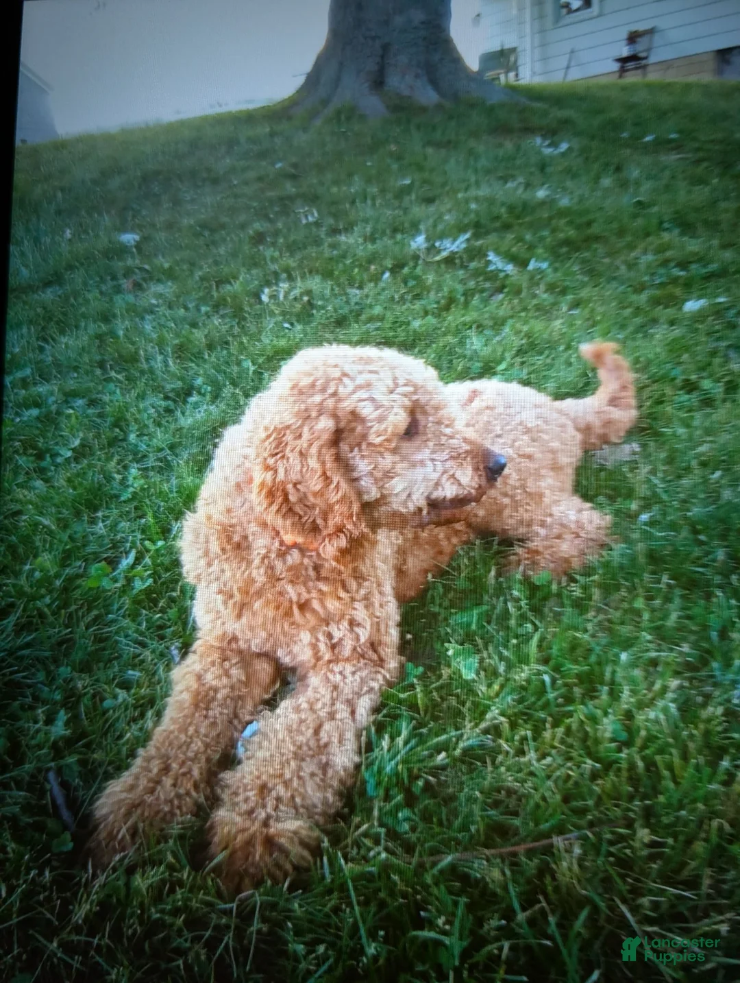 Goldendoodle dogs for sale: Rusty  - Ad 13