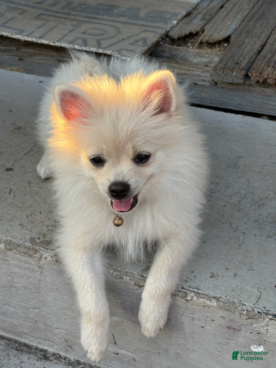 Pomeranian dogs for sale: Gideon - Ad 3