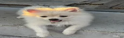 Pomeranian dogs for sale: Gideon - Ad 1