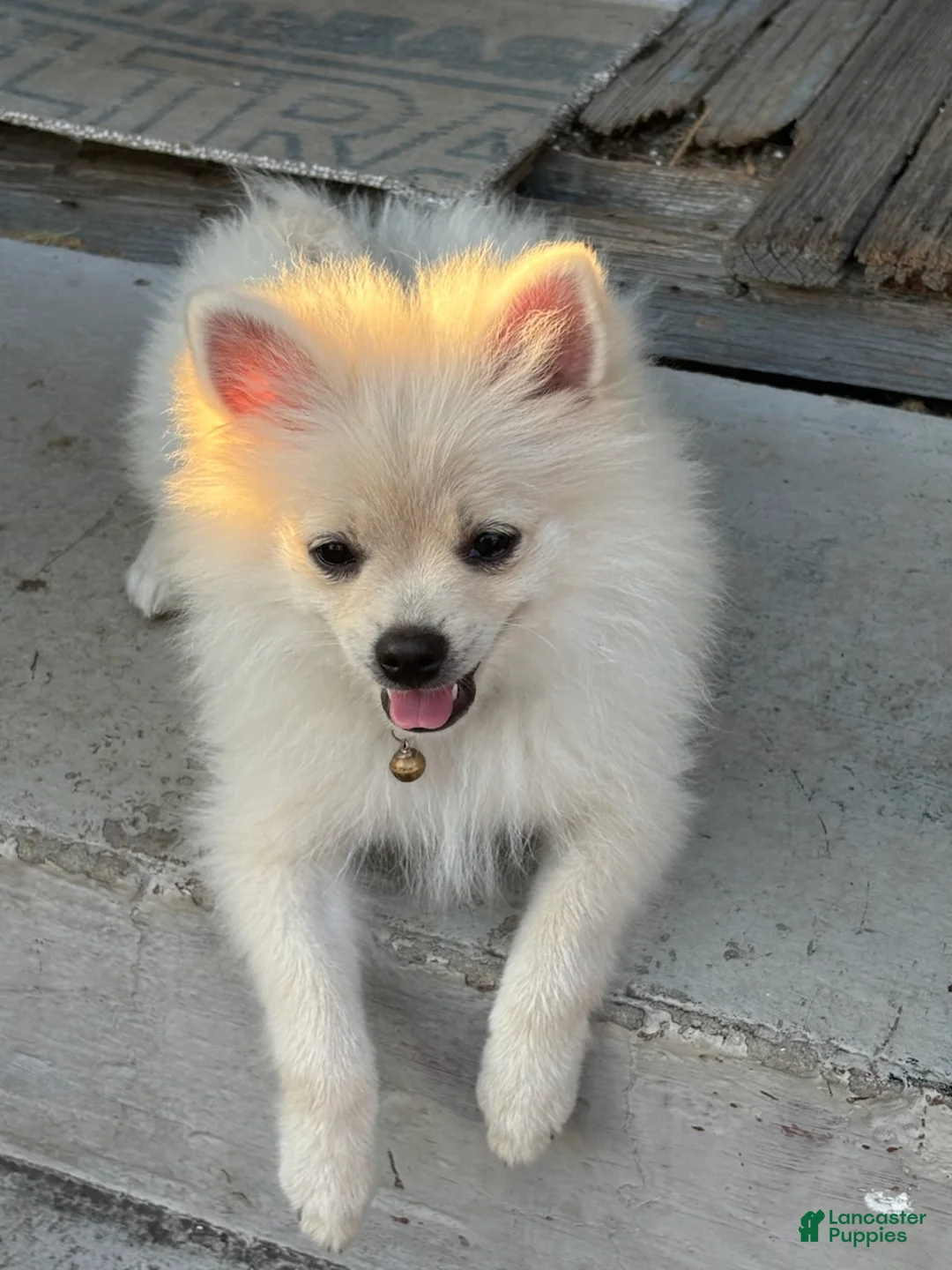 Pomeranian dogs for sale: Gideon - Ad 1
