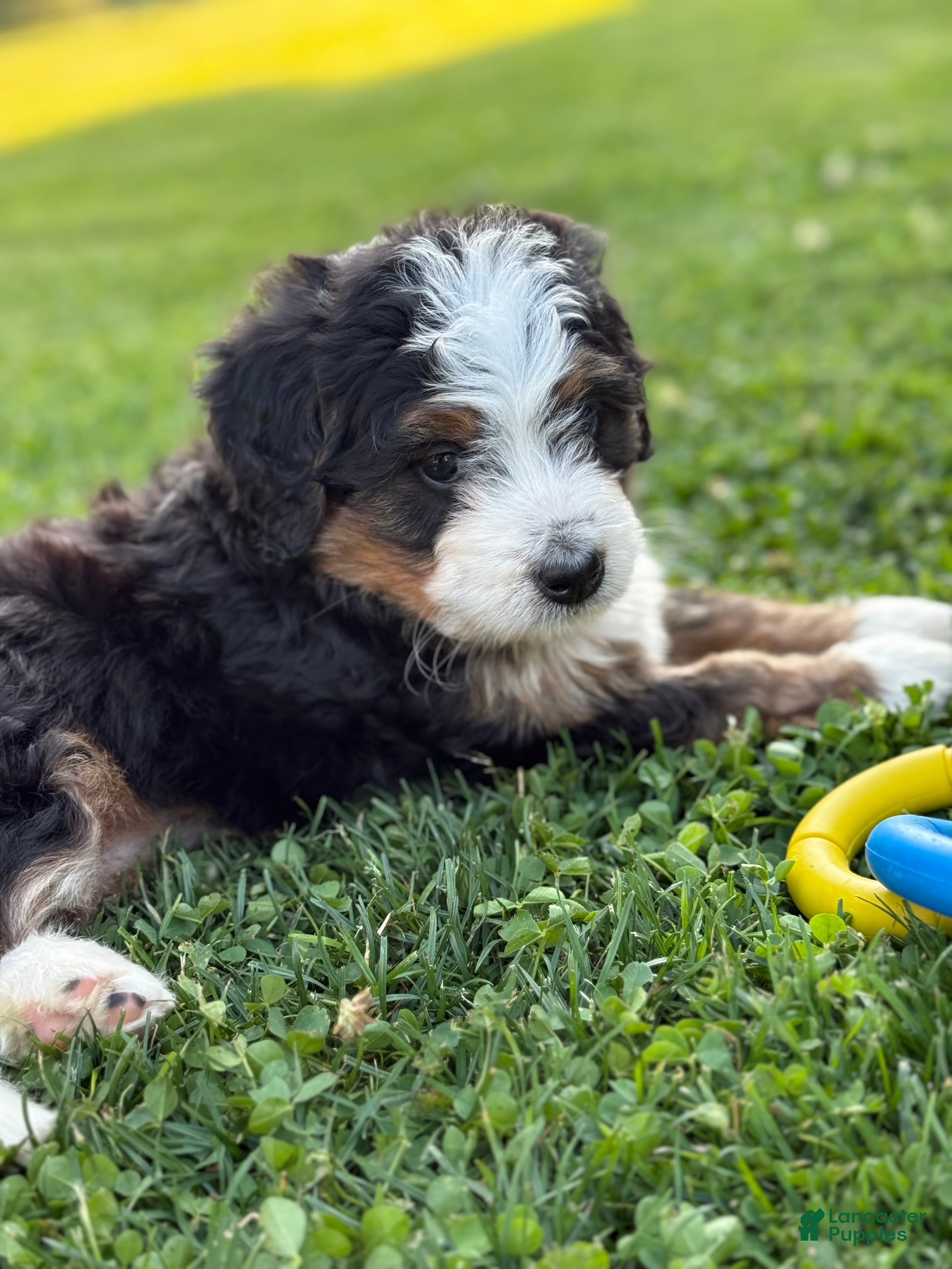 Mini Bernedoodle dogs Skye - Ad 1