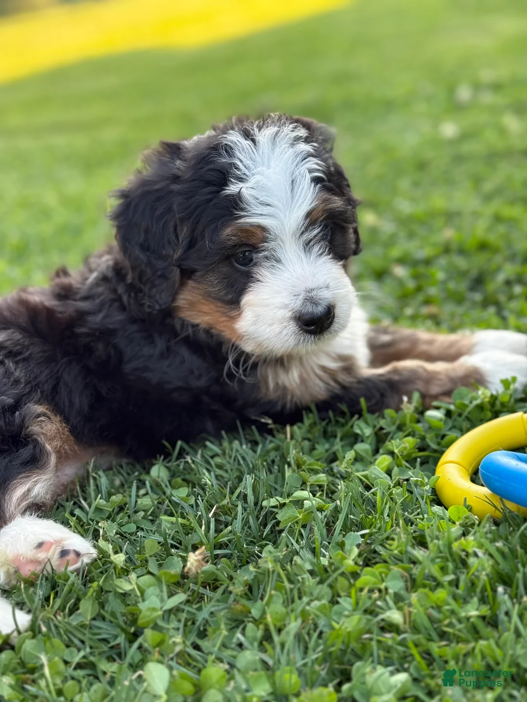 Mini Bernedoodle dogs for sale: Skye - Ad 1