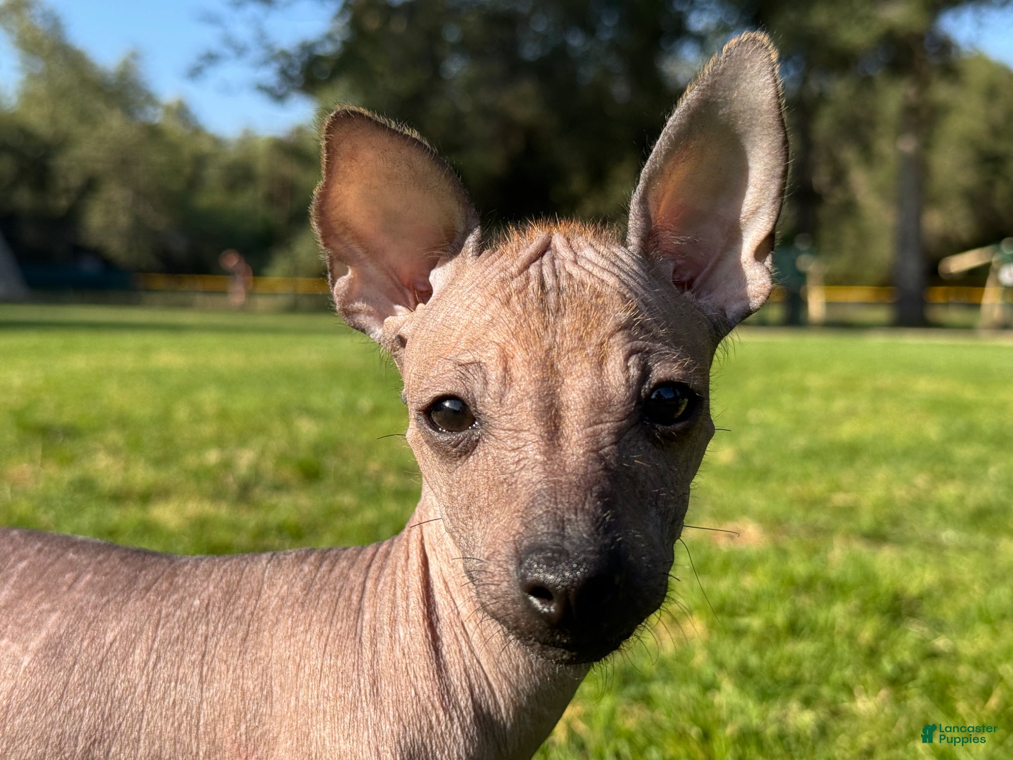 Xoloitzcuintle dogs Xoloitzcuintle Puppy 1 - Ad 1