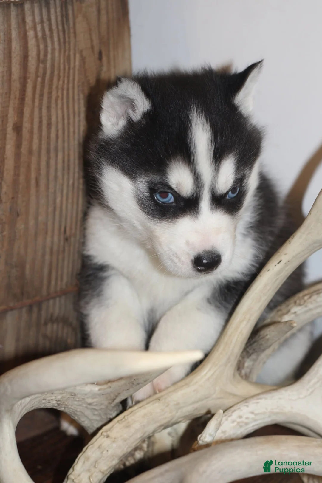 Gallery Image {{count}}